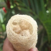 Luffa aegyptiaca Mill.